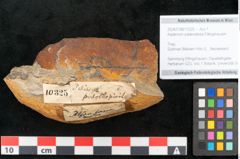 Foto (Objekt + Etikett) von Asplenium palaeodarea Ettingshausen (NHMW-GEO-2024-0188-10325)